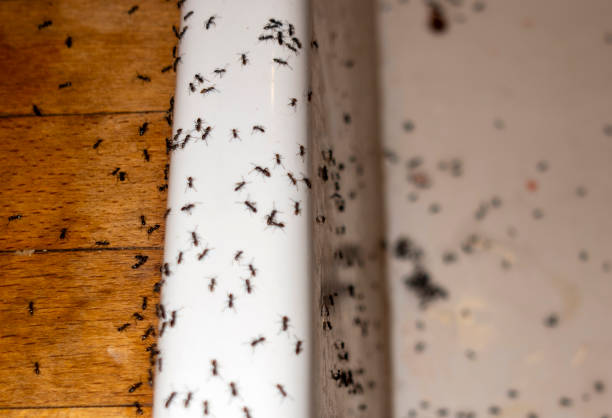 Best Pest Control Near Me  in Morristown, NJ